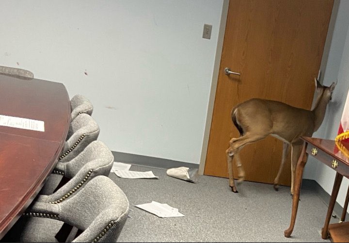 GalaxyZeinz's tweet image. I  DONT  WANT  ANYMORE  WORK  MEETINGS !!!  RELEASE  ME!!!