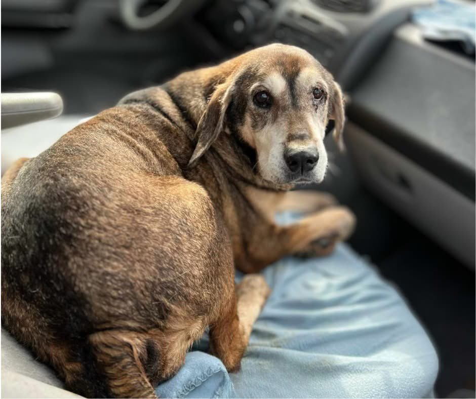 🐾❤️ Critical Update on Ginger ❤️🐾

Dear Hounds in Pounds Family, Today, we want to share a heartfelt update about a special girl named Ginger. This precious 14-year-old senior has endured more pain and suffering than any creature should bear.👇
