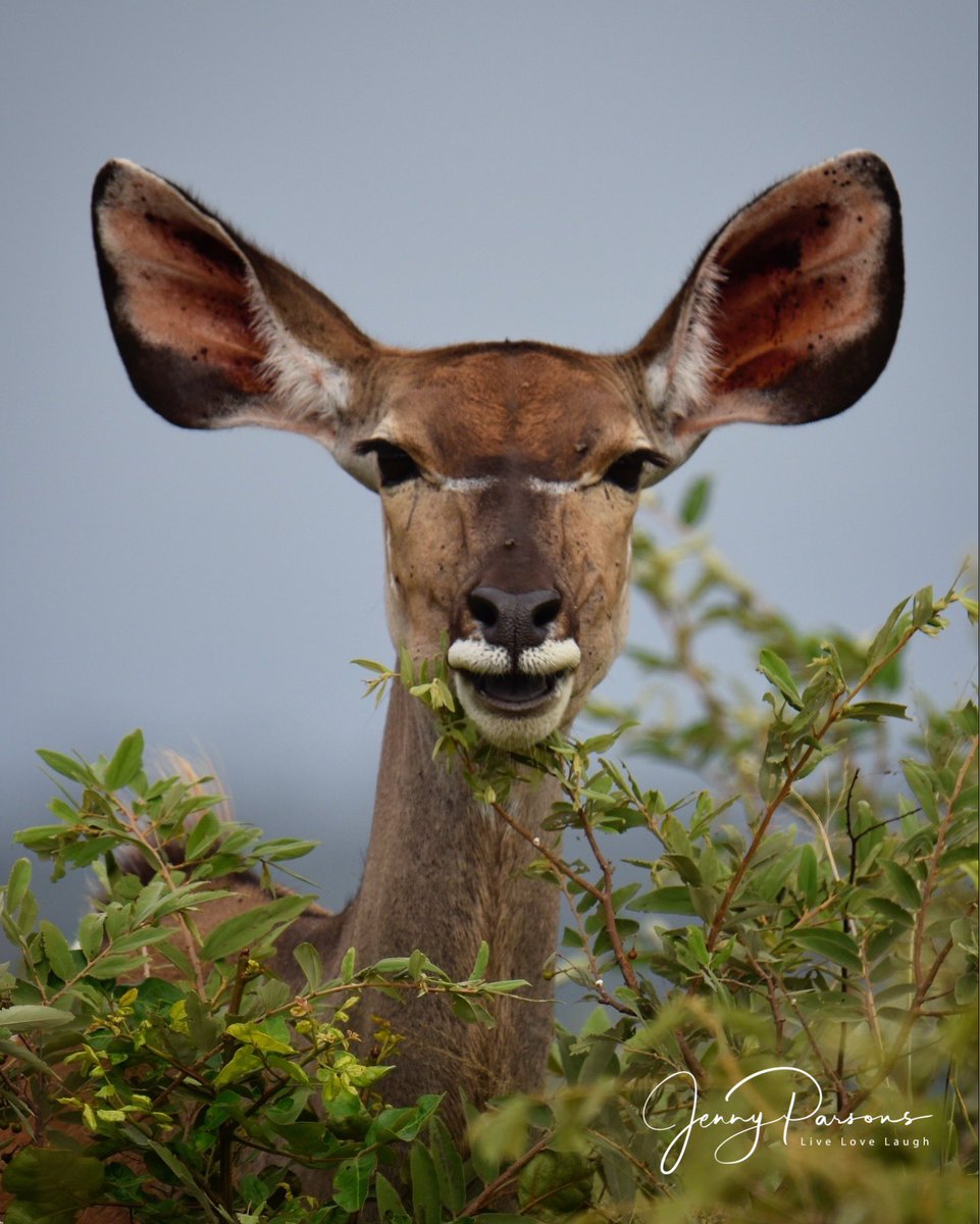 JennyPaPB's tweet image. Magnificent Kudu’s of Kruger. Bull sporting a beautiful set of long spiral horns while a female inquisitively kept an eye on our movements. These antelope are browsers who prefer thick bush &amp;amp; woodland areas

#nature #wildlife #wildlifephotography #africa #beautifulsouthafrica