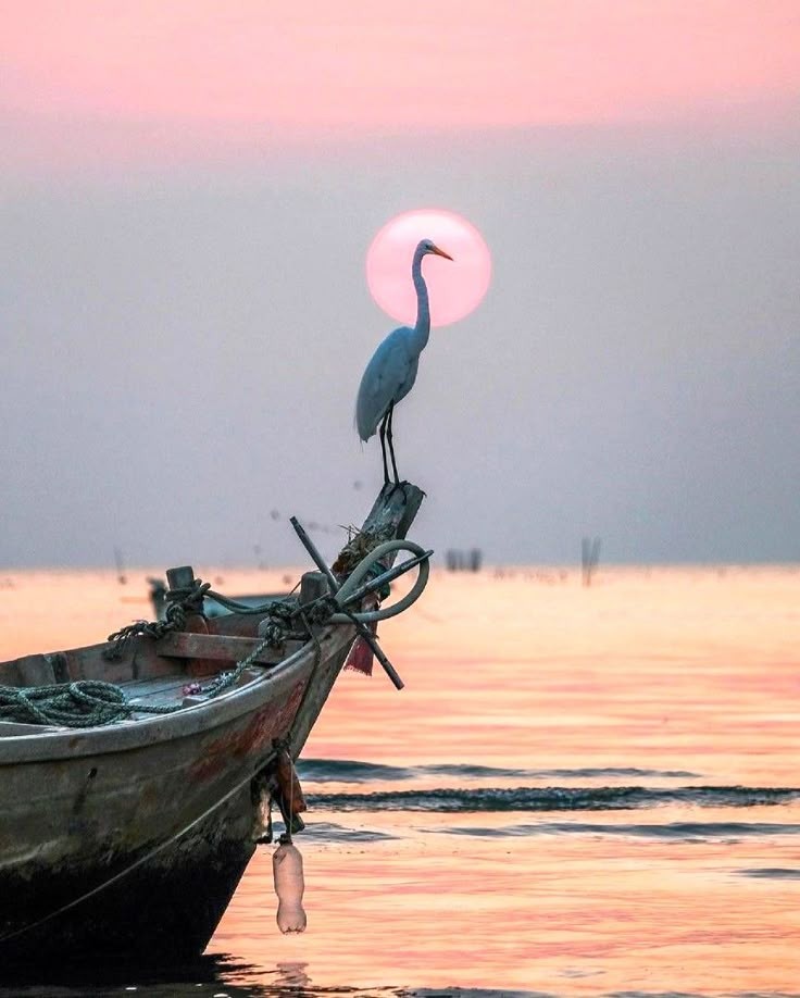 Wish a beautiful evening to all 🌸