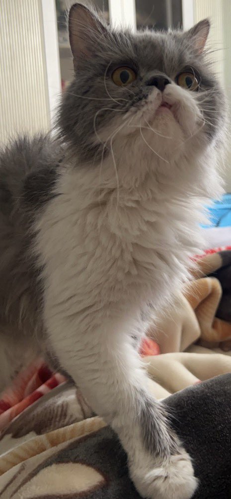 من الخاص🛑
حصلت قط ضايع ليلة ٢٩من رمضان في الرياض حي سعاده عند مسجد  السنيدي اخذته روشته وسويت له كل تحاليل سليم ماشاءالله بس مااقدر اخليه عندي لان عندي قطه واهلي رافضين اخذه  ولا ودي اعرضه تبني ودي احصل راعيته افضل
هنا عنده اعاقه في شكل سن وصوره اوضح عشان راعيته تعرفه