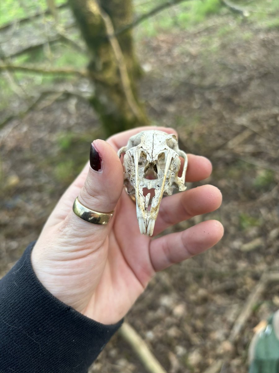 Look what I found in the woods today