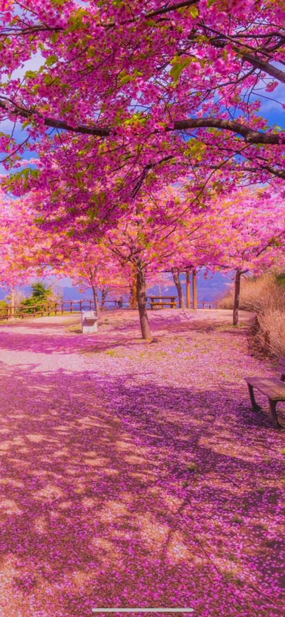 ☪弓月（ゆづき）☪ tweet media