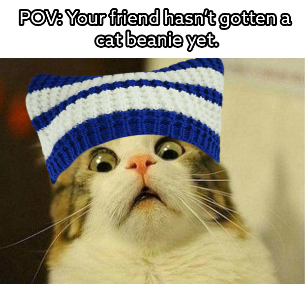catbeaniedotcom tweet media