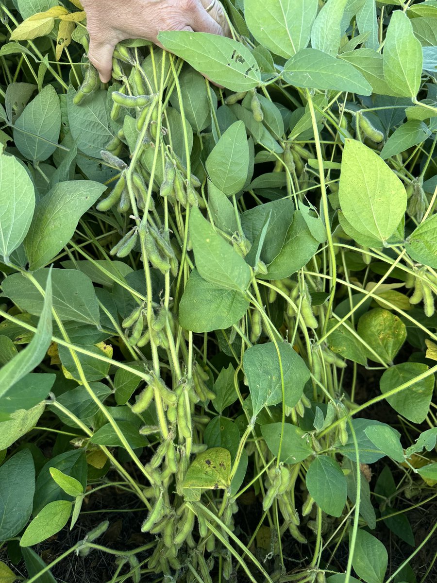 Semillas Cardinal tweet media