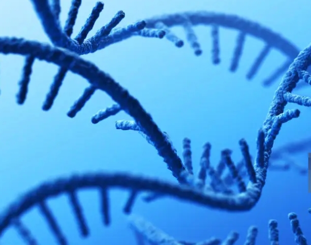 UChiChemistry's tweet image. New in @ScienceAdvances: Researchers have engineered a unique RNA molecule that can perform a crucial step in protein synthesis – attaching amino acids to tRNA. This &quot;aminoacyl-RNA synthetase ribozyme,&quot; created in the Jack Szostak Lab, can spontaneously assemble itself and even…