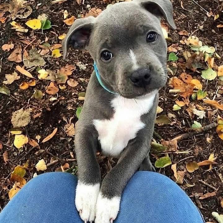 İnsan ile köpek arasındaki  fark : Sokaklardaki 100 köpekten 99 u insana kuyruk sallar. Eğer bir köpek ısırırsa, insan 100 ünü de öldürür. Sokaklardaki 100 insandan 99 u köpeklere taş atar. Eğer bir insan onu beslerse , köpek o 100 insana tekrar güvenir...
🐾🐕🐾