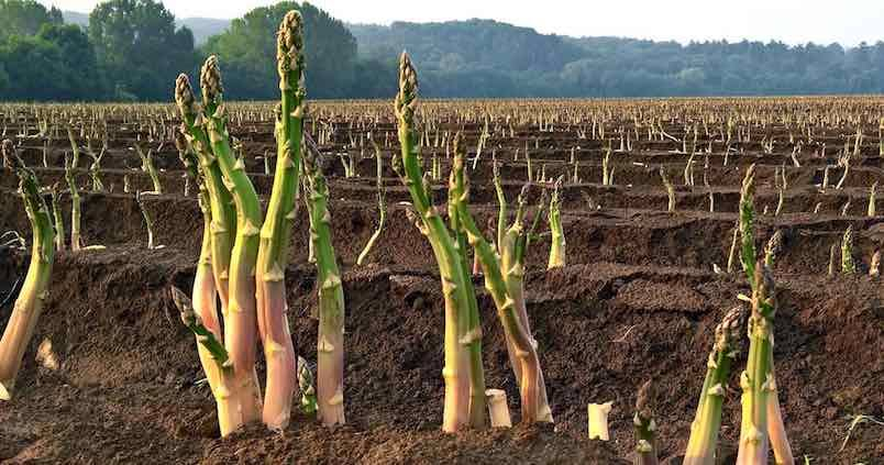 ¿Sabías que España es el 5º mayor productor de espárragos del mundo?

En el espárrago verde, destaca la producción de Andalucía, Extremadura y Castilla-La Mancha.

En el espárrago blanco, Navarra, Rioja, Aragón y Castilla y León.

¿Cuál preferís? 🤔