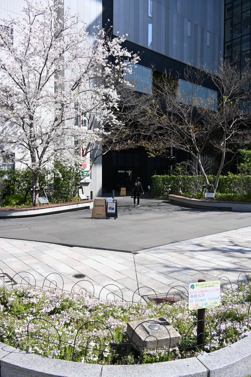 明日は入学式。神田キャンパスでは満開のソメイヨシノとシバザクラが新入生をお迎えしています。実りある大学生活になりますように！