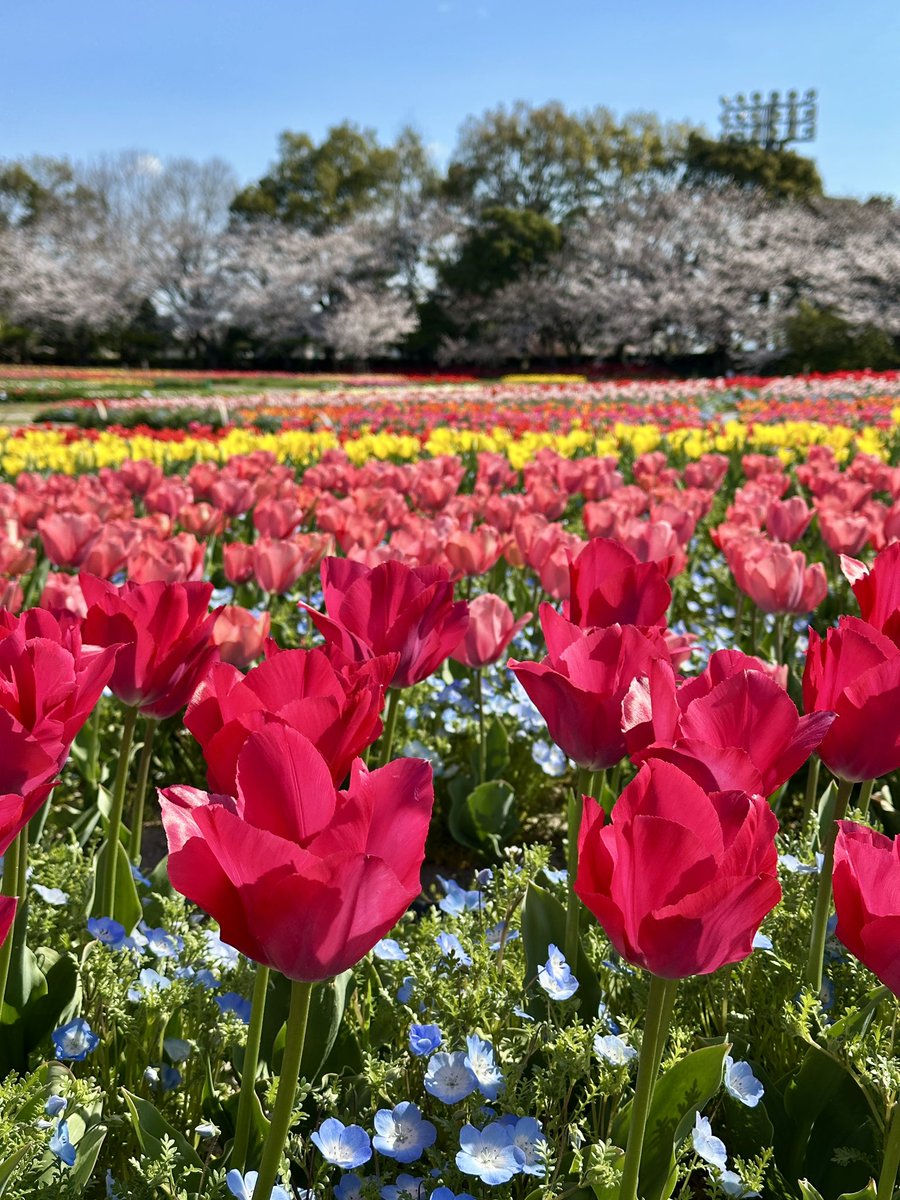 なばなの里 桜・チューリップも満開🌸 今日もお天気が良く、桜も