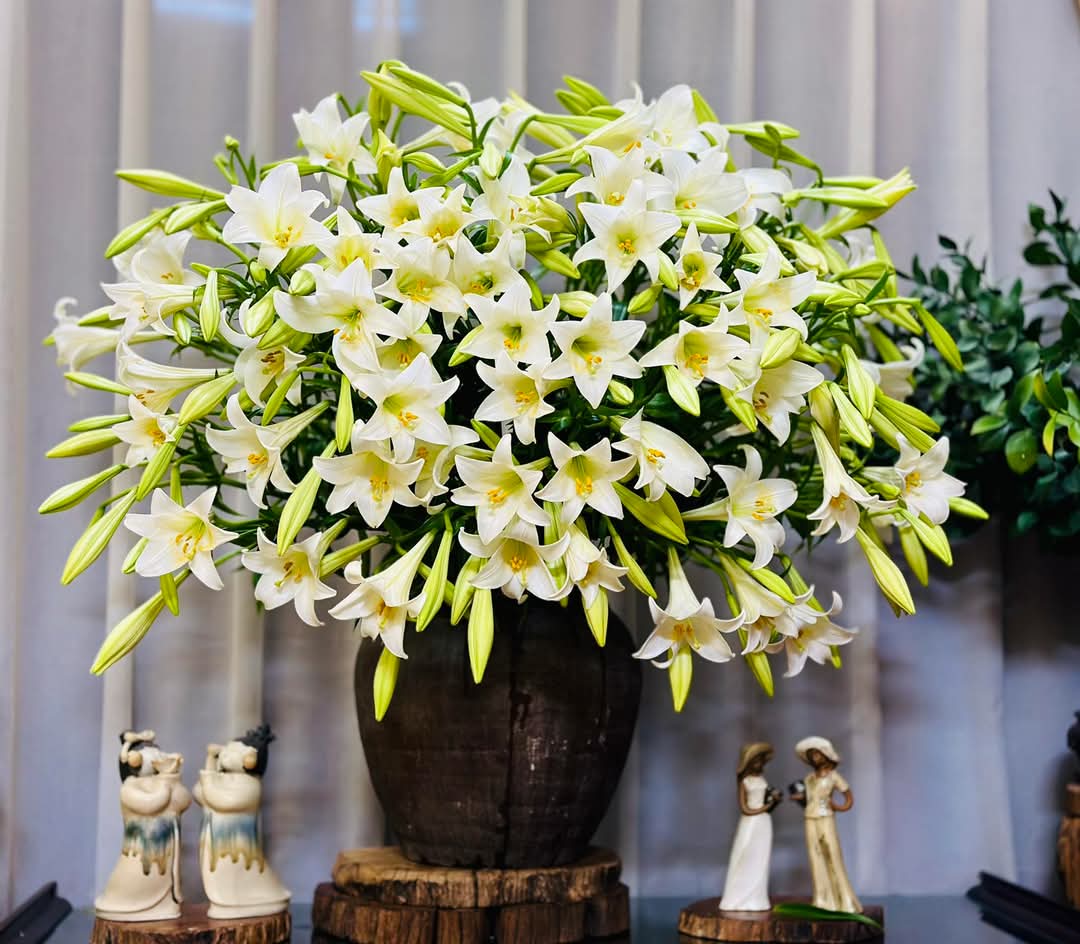 Mercy81vn's tweet photo. Hôm qua và hôm nay 💐
#Flowers
#Bachhop #Loaken https://t.co/hQIfUPEy0S