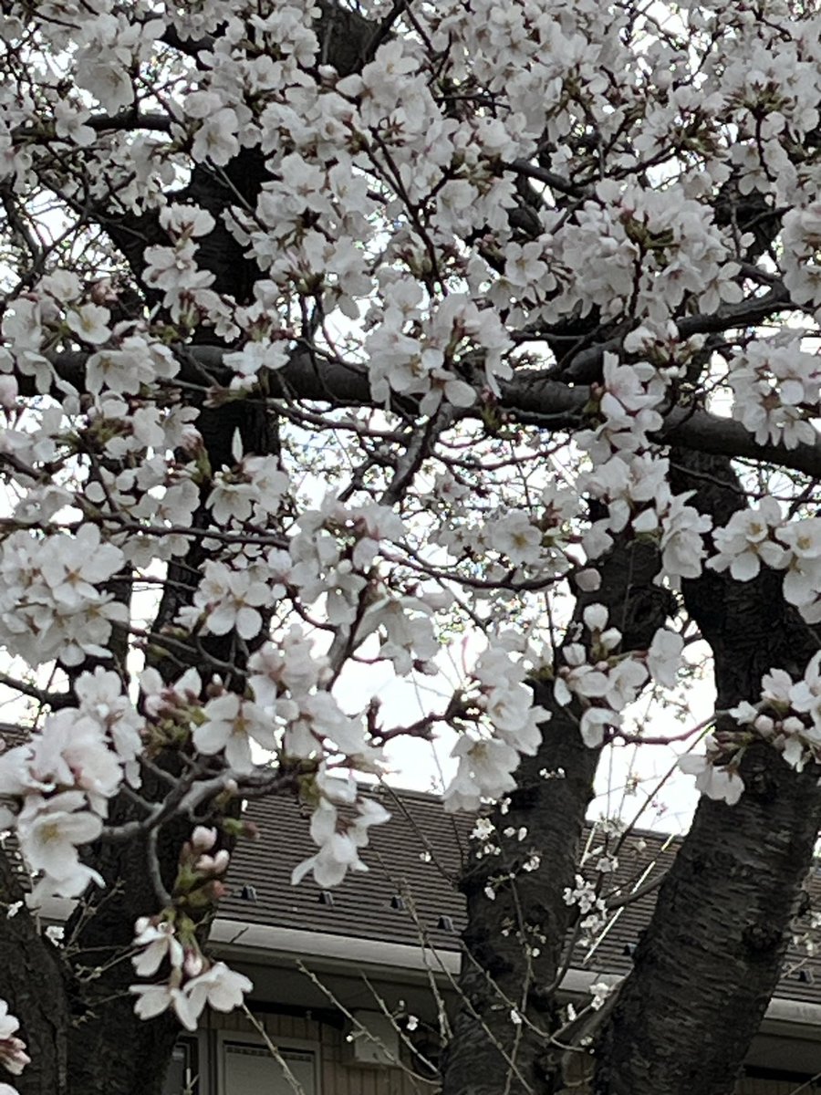ついに一人暮らしが始まったので運河を探検してみました！

桜がとてもキレイでした☺️