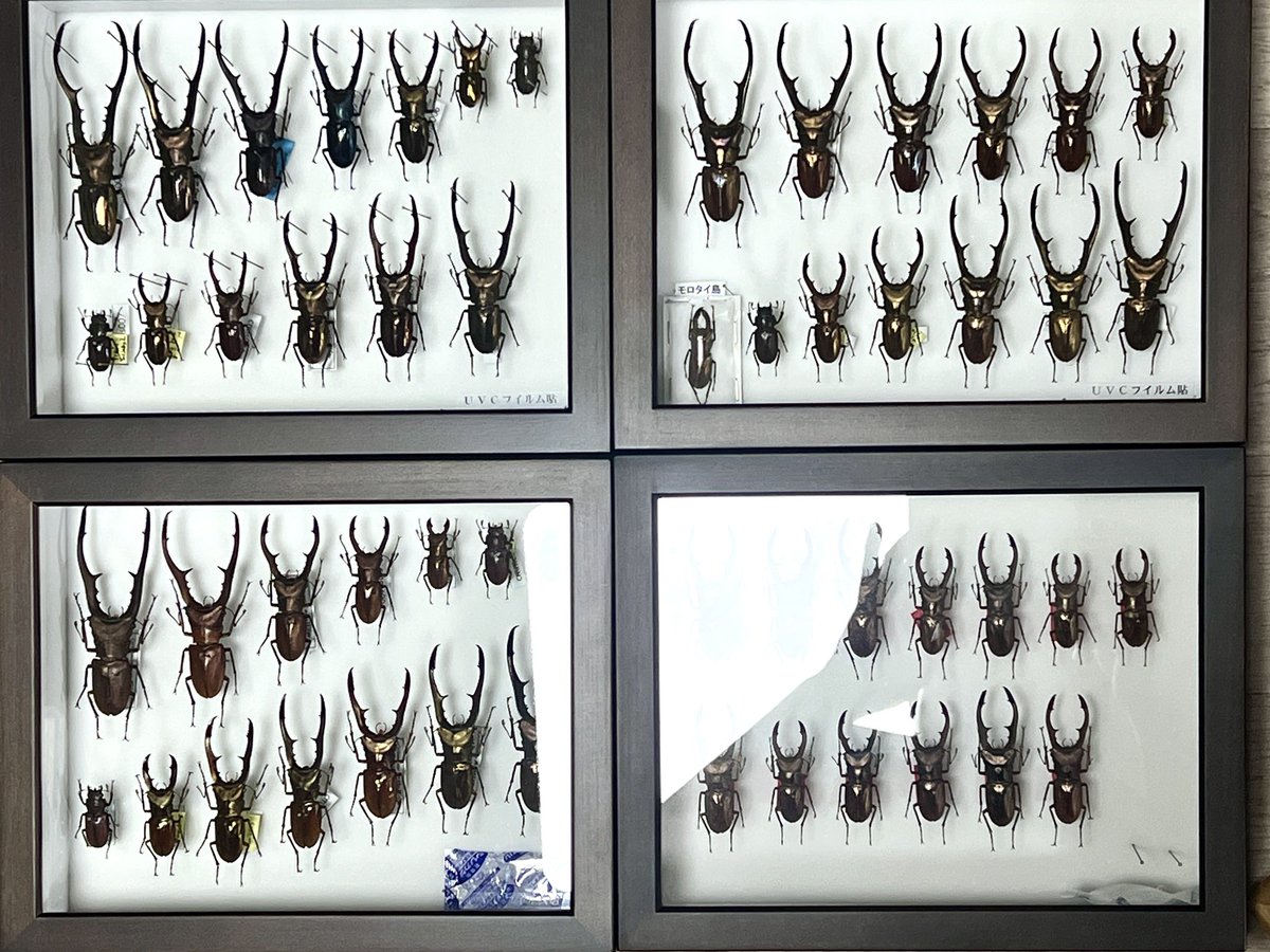 Metal! お気に入り個体だけT-wood 箱に😍