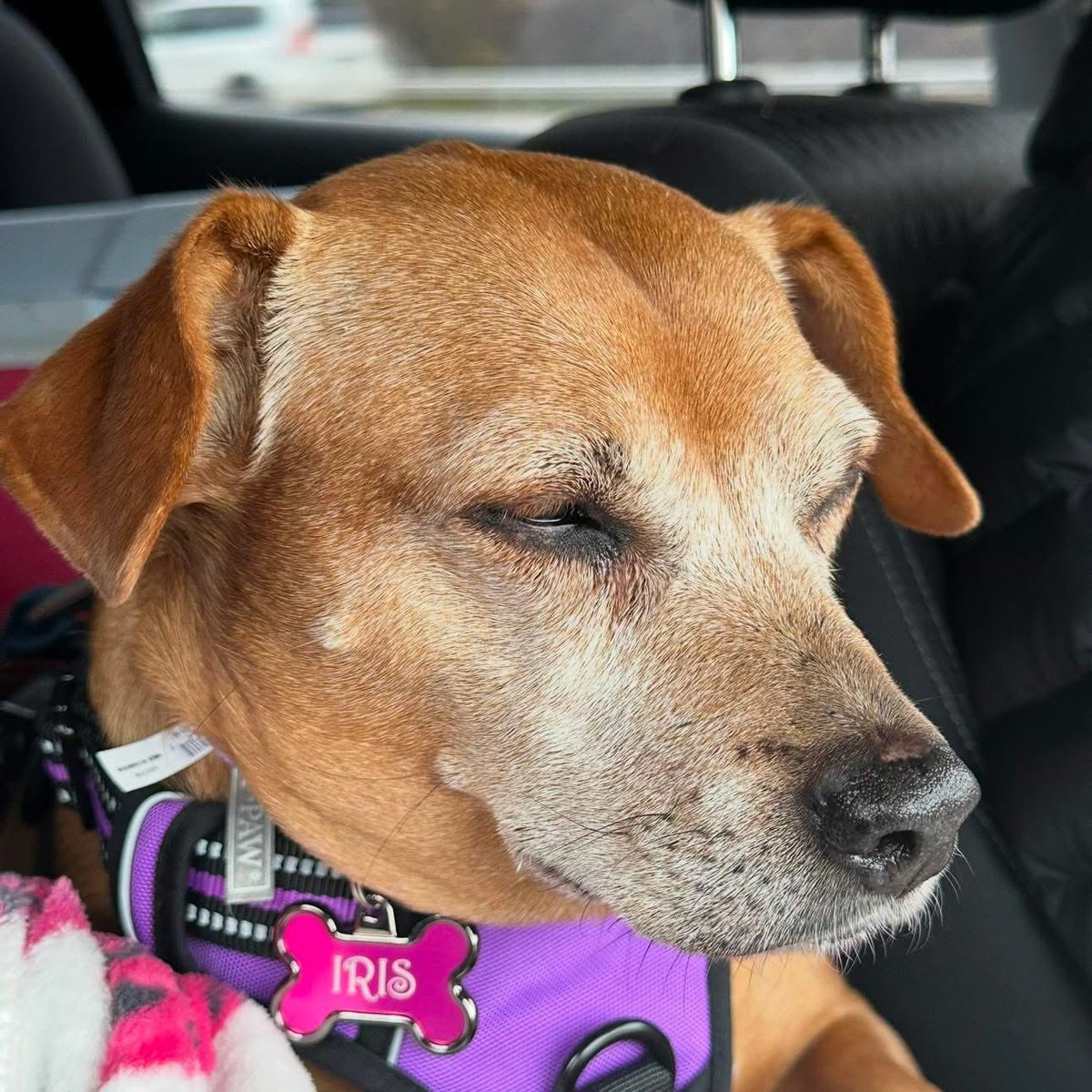 I’m absolutely devastated. My little Iris went in for a teeth cleaning and coded coming out of the anasthetic. She was my trusted companion for the last 3-1/2 years.  She carried me through the pandemic telework. I loved her so much. Best dog ever.