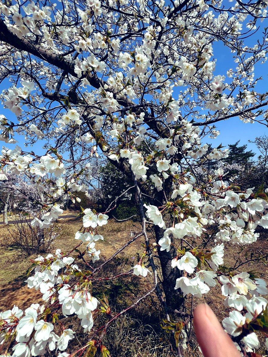 春だねぇ🌸