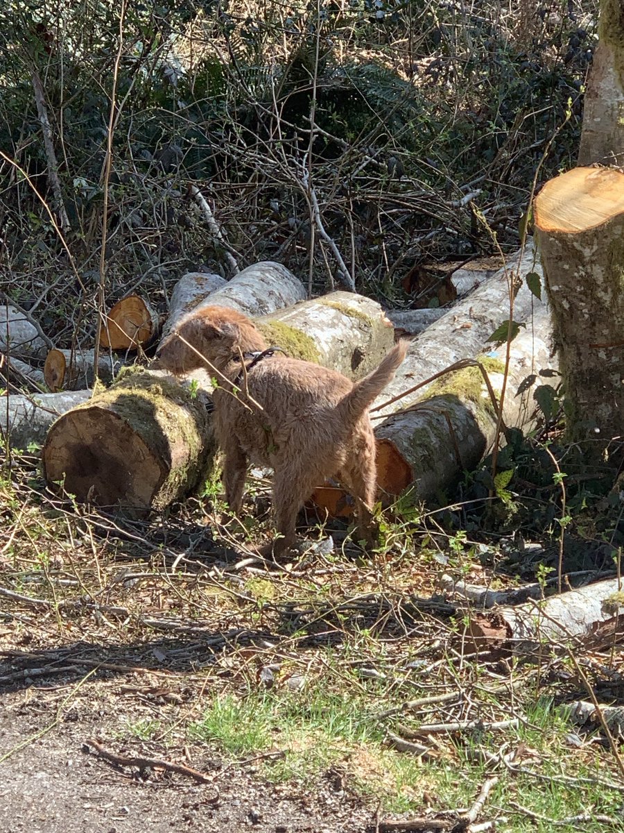 DublinIrishPup's tweet image. Mum forgot to send you pals dis I’m🐾tent pic of me sniffing out a #zomb #raaar #scram