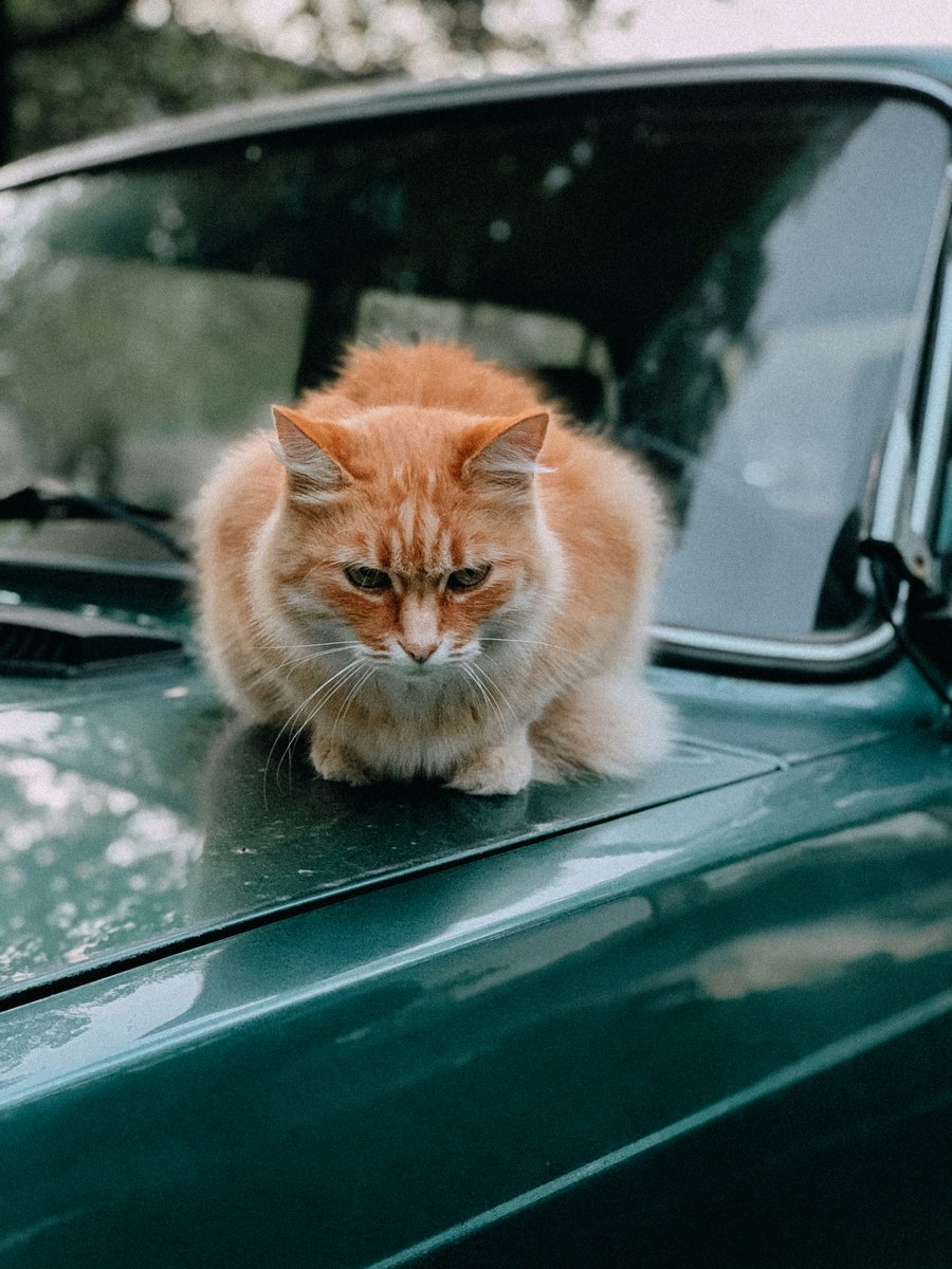 Matthew88984896's tweet photo. "🚗💡 What's your go-to car maintenance tip that never fails to keep your ride in top shape? Share your wisdom! #CarExpert #AutomotiveTips #CarCare #EngageWithUs" https://t.co/VxJLxt9ErB