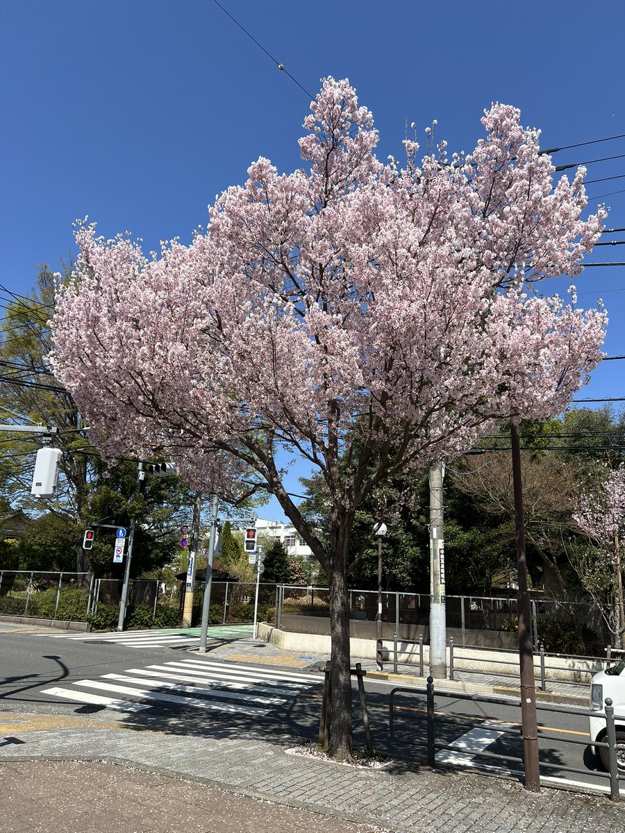 kagiboo's tweet photo. 久しぶりの晴天。
府中の農業高校横の桜。少し散り始め。

#さくら https://t.co/SeLjQEBwBw