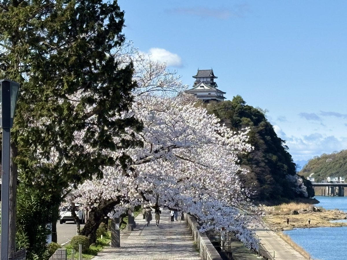 takemon_castle's tweet photo. 明日は犬山祭。
犬山は桜が満開です。犬山城も桜に包まれています🌸 https://t.co/fdGQQpba7I