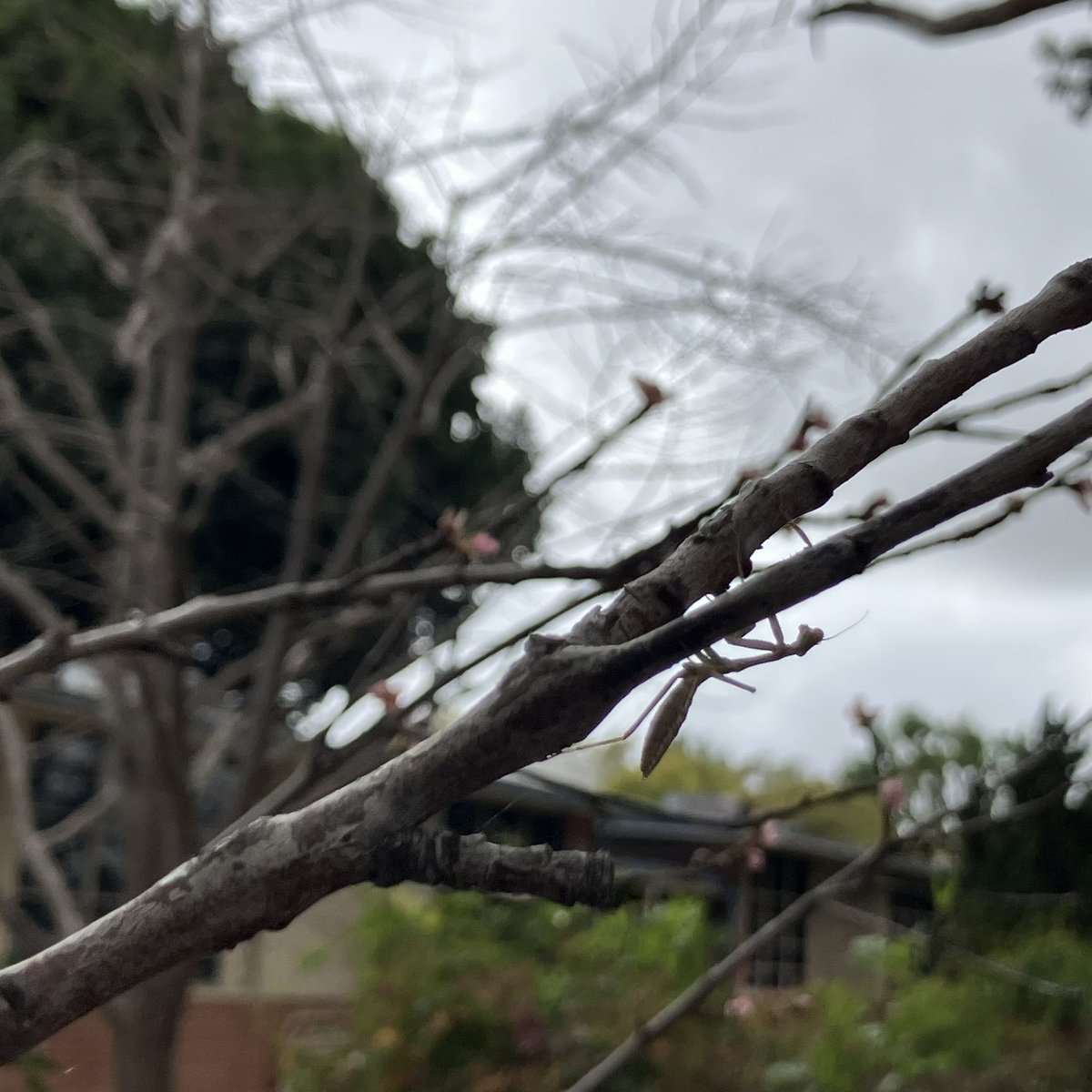 infinileafgrow's tweet photo. if the pests are getting out of control, don't worry beneficial insects are on their way! ⚔️ https://t.co/2WHUG6gcUy