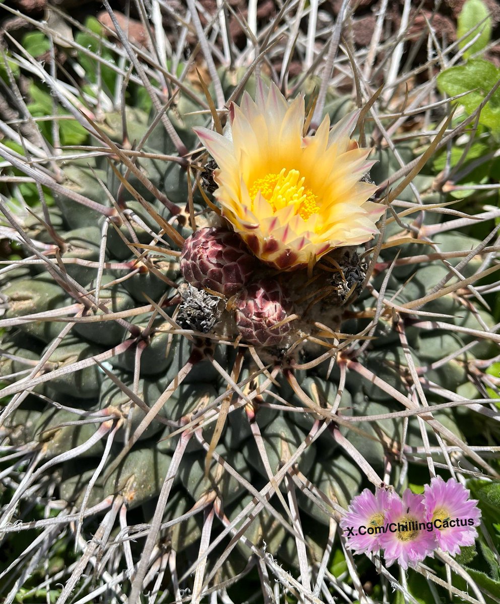Chilling Cactus tweet media