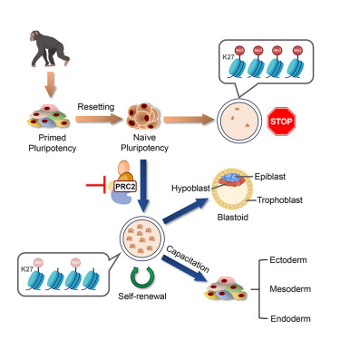 CellStemCell's tweet photo. Inhibition of PRC2 enables self-renewal of blastoid-competent naive pluripotent stem cells from chimpanzee https://t.co/sxxIYyXQZ9 https://t.co/IPll1aM0aO