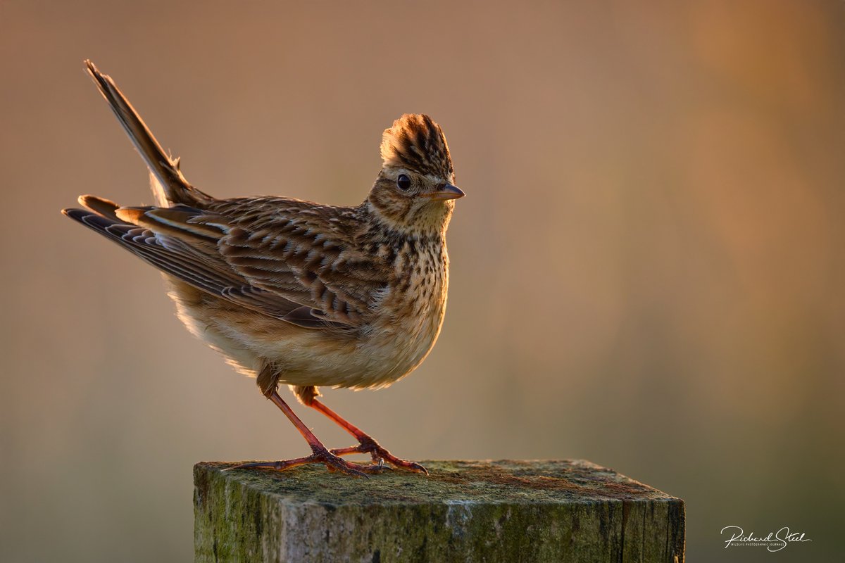 Richard Steel tweet media