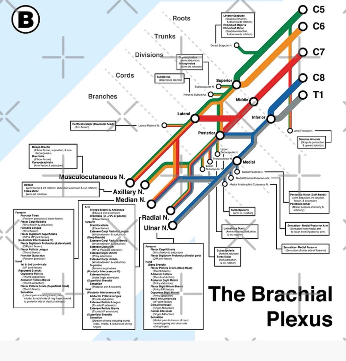 New NYC subway maps got me seeing things… #brachialplexus #neurotwitter #physiatry