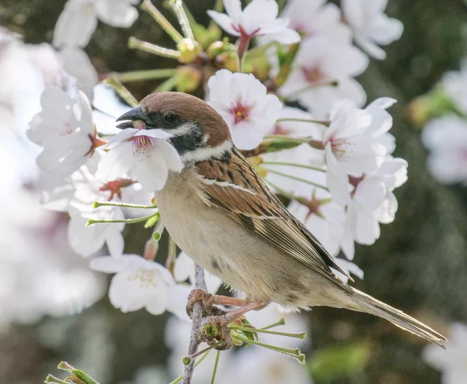 桜が満開の公園。出勤前の花見をしてると突然頭上から桜の花が丸ごとポトリ落ちて来て…それは花の蜜が大好物なスズメたちが見れるチャンスです。かわいいですね。ある場所ではカメラが複数向けられ、いったい何事だチュン!…と思いきやお、おおう…春だチュンねえ。 
