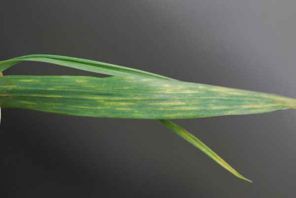 This eUpdate is FULL of timely articles on #soybean planting, #wheat diseases, first hollow stem, brown wheat mites, residual herbicides and water solubility, field scouting with drones, prepping for irrigation tips, late freeze chances, and more!
bit.ly/3R27PoU