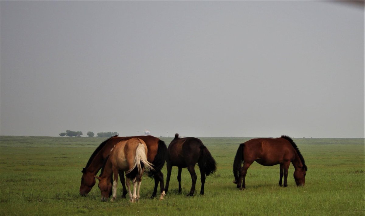 Батхүү tweet media