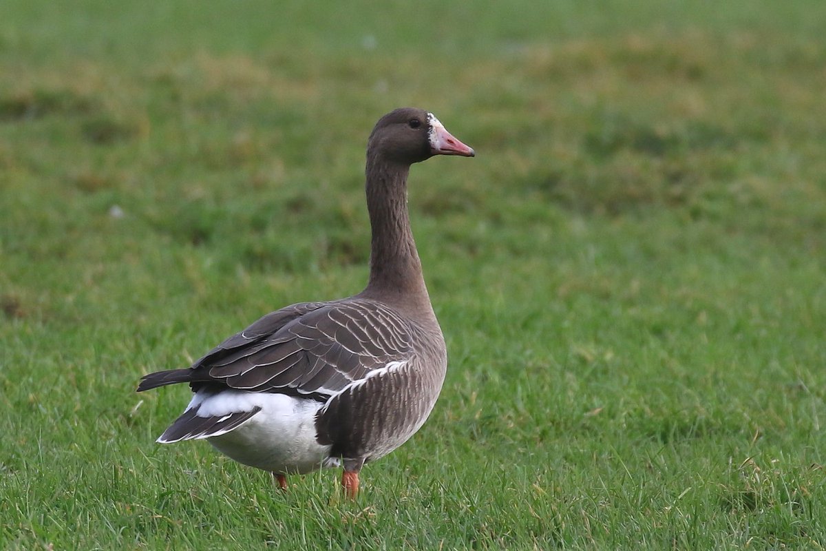 Peter Moore tweet media