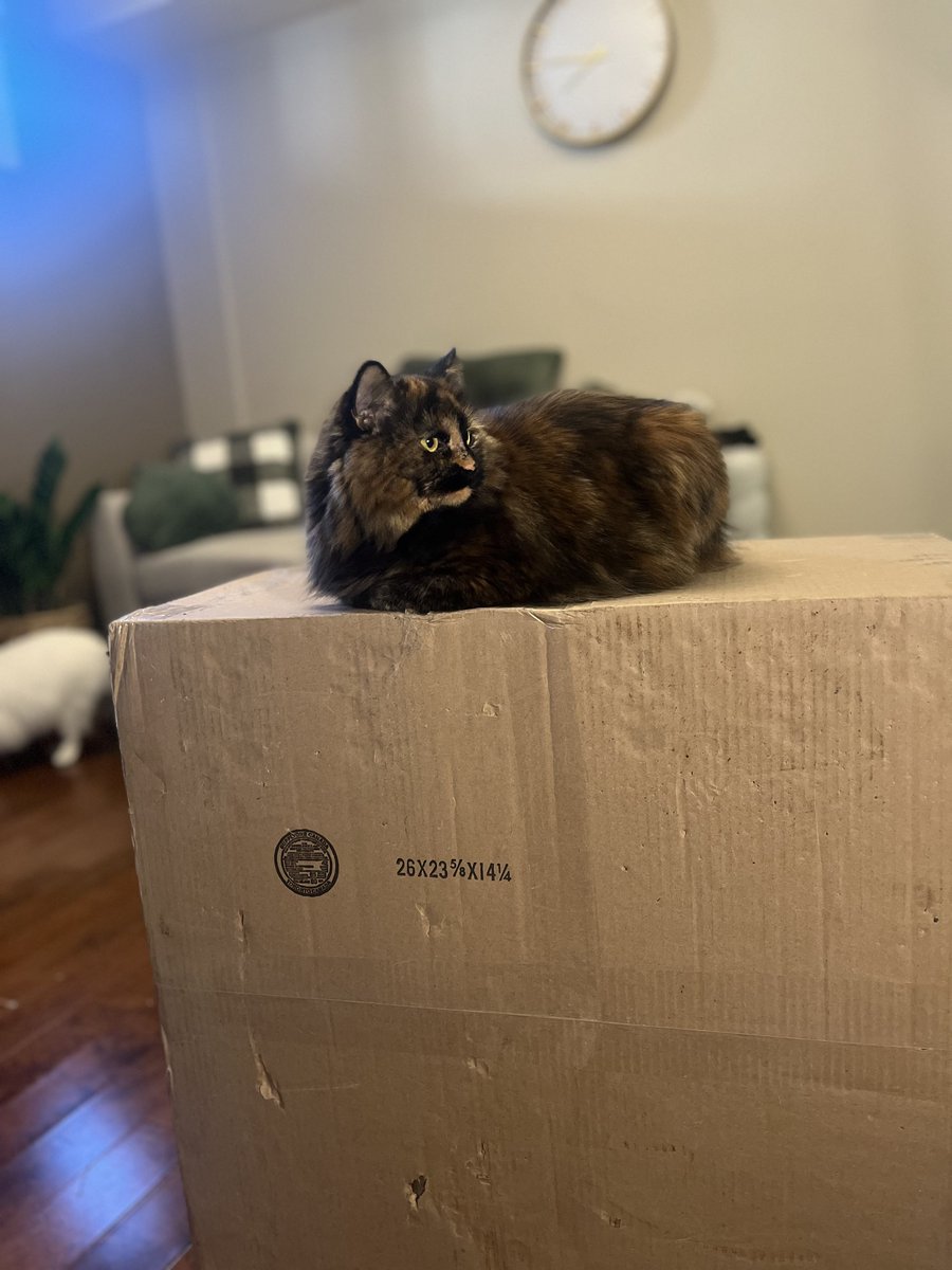 PhoenixX 🔥 (@phoenixxvt) on Twitter photo I AM EXTREMELY HAPPY TO ANNOUNCE THAT I AM NOW SPONSORED BY <a href="/StoneforgedT/">Stoneforged Technology</a> !!!!
THEY SENT ME A NEW PC AND WE'RE GONNA UNBOX IT LIVE!!!
Use code "phoenix" at checkout for 10% off your order! Click the affiliate link here to check out their site: stoneforged.tech/phoenix #ad I AM EXTREMELY HAPPY TO ANNOUNCE THAT I AM NOW SPONSORED BY <a href="/StoneforgedT/">Stoneforged Technology</a> !!!!
THEY SENT ME A NEW PC AND WE'RE GONNA UNBOX IT LIVE!!!
Use code "phoenix" at checkout for 10% off your order! Click the affiliate link here to check out their site: stoneforged.tech/phoenix #ad