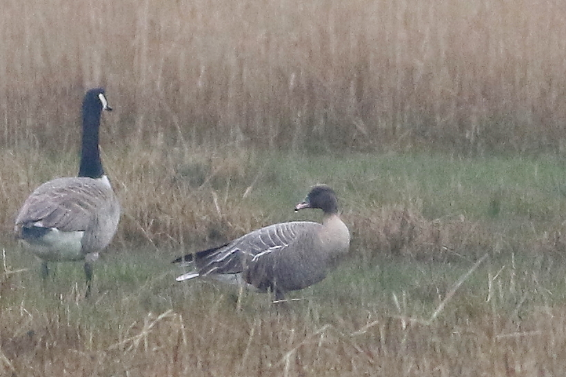 Peter Moore tweet media