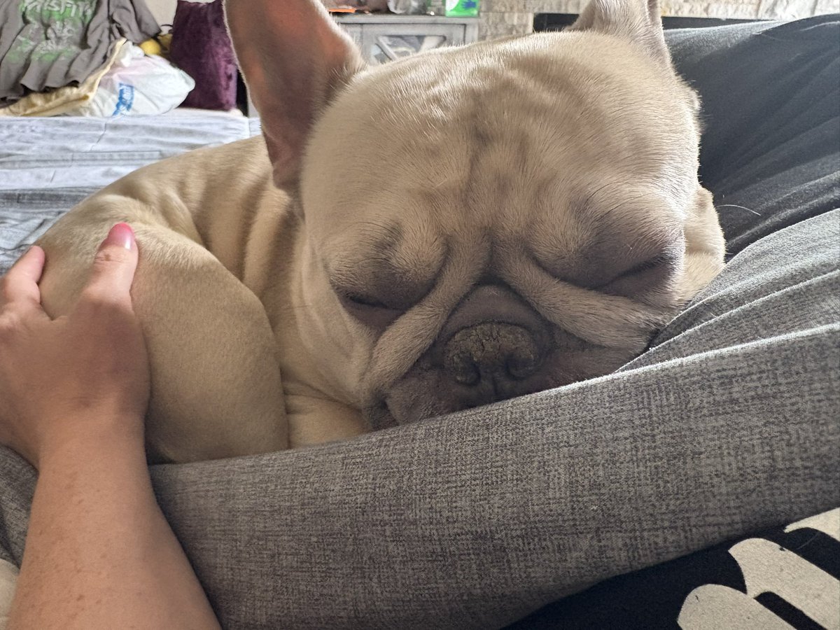 ScreamQueenSel's tweet photo. My cuddle bug ๐ฅฐ๐ฅฐ#babyThor #mybaby https://t.co/qT2qCLgeCk
