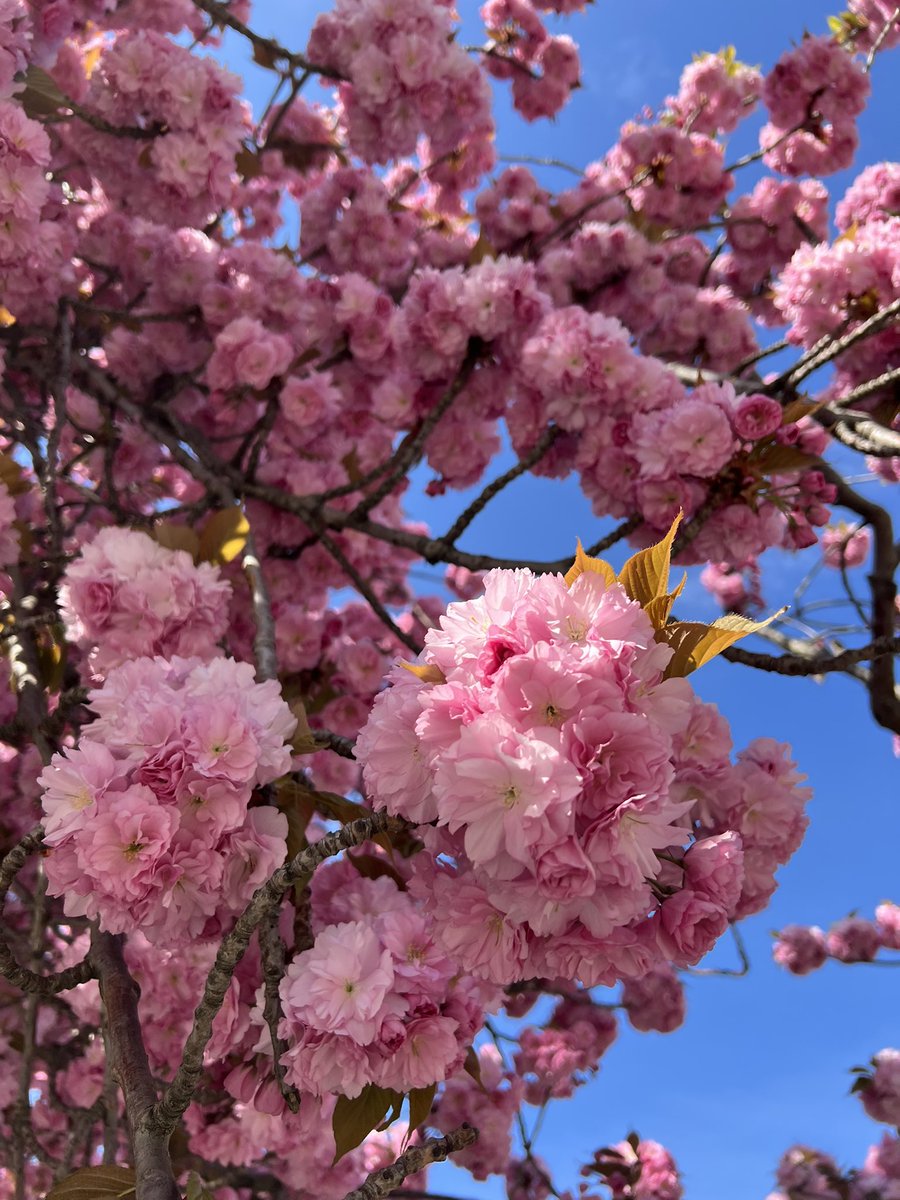 Un peu de mal du pays en ce moment 🌸🍙🇯🇵
Nostalgique du printemps japonais 💭

(Je me suis fait des onigiris hihi 😋)