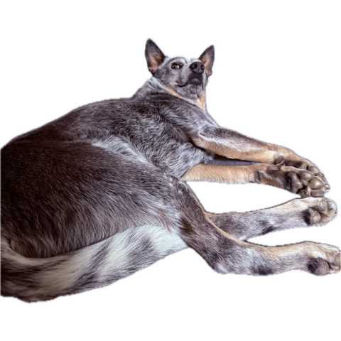 cass biehn | ICARUS FELL on goodreads! tweet media