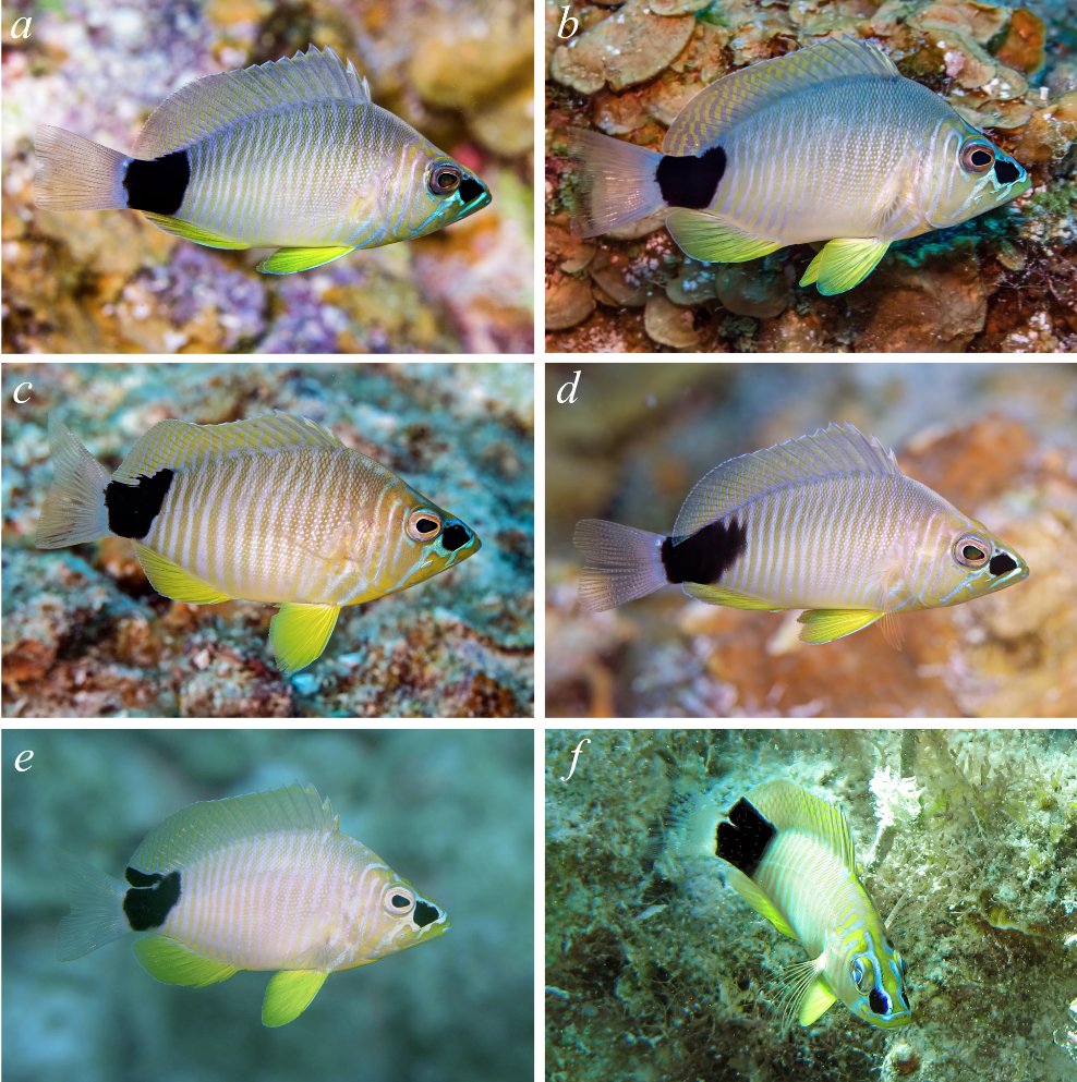 Fish in the News tweet media