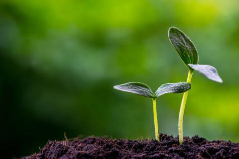 Educators - Apply Now for ManACE Seed Innovation Grants - mailchi.mp/82c67544b31c/r…