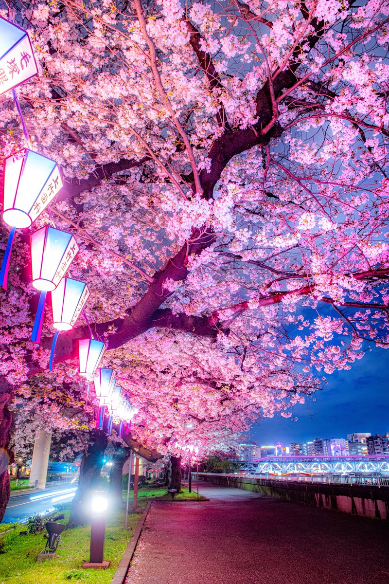 今年も隅田川の桜が綺麗です