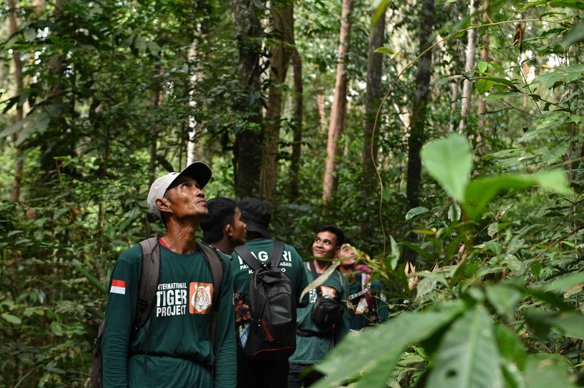 IntTigerProject's tweet image. Thanks to your support, the APE Protector team is patrolling vital tiger habitat in Sumatra! 

Check out our latest update ➡️ ow.ly/n7OP50VtClX. 

This program is a collaboration with our partners at Centre for Orangutan Protection and the Ministry of Forestry 🌳