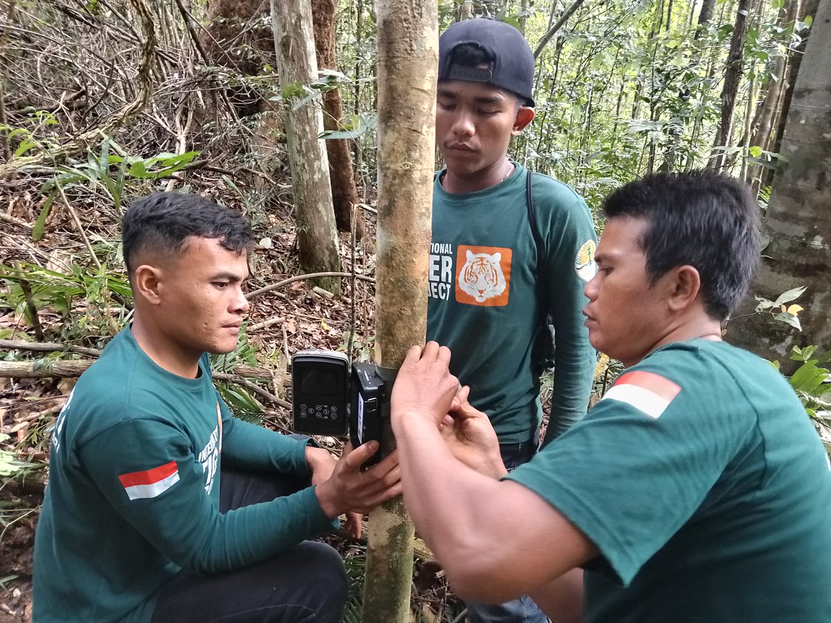 IntTigerProject's tweet image. Thanks to your support, the APE Protector team is patrolling vital tiger habitat in Sumatra! 

Check out our latest update ➡️ ow.ly/n7OP50VtClX. 

This program is a collaboration with our partners at Centre for Orangutan Protection and the Ministry of Forestry 🌳