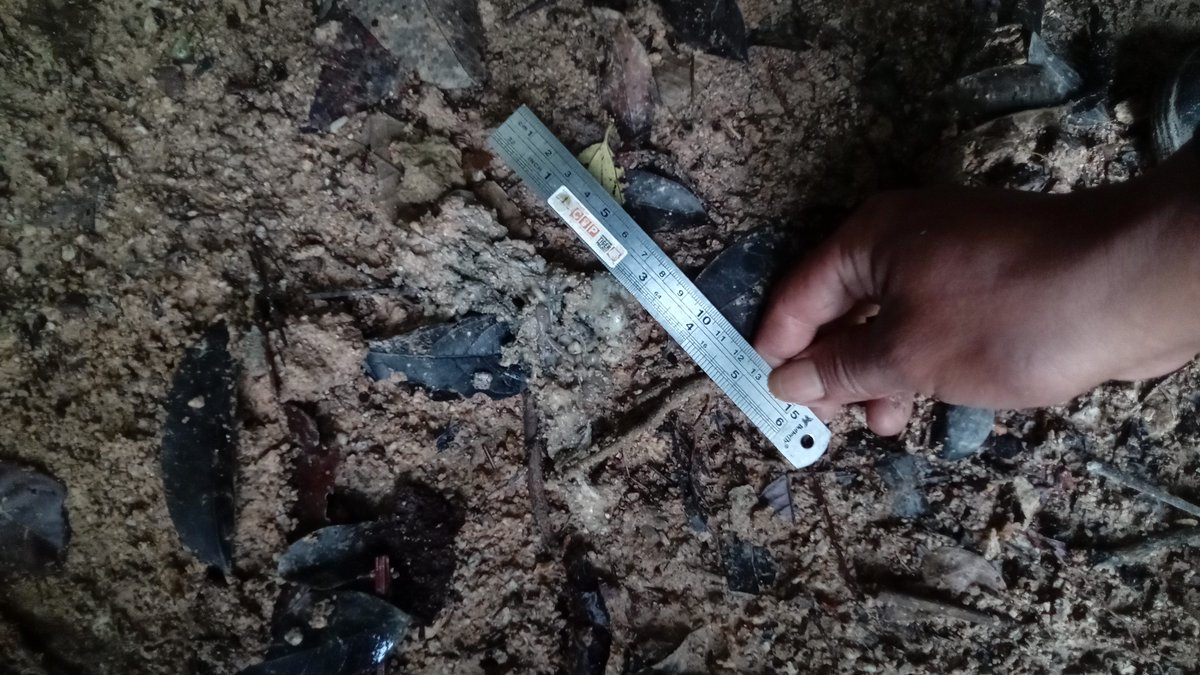 IntTigerProject's tweet image. Thanks to your support, the APE Protector team is patrolling vital tiger habitat in Sumatra! 

Check out our latest update ➡️ ow.ly/n7OP50VtClX. 

This program is a collaboration with our partners at Centre for Orangutan Protection and the Ministry of Forestry 🌳