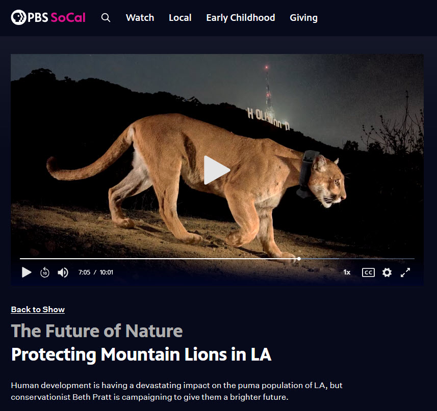 It's so hopeful that the Wallis Annenberg Wildlife Crossing, and the story of P-22 are inspiring such interest! Honored to be featured along with my friend and colleague Jeff Sikich, on this new PBS series, The Future of Nature, narrated by Uma Thurman. Although the full episode