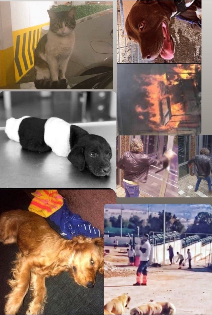 Yaşamak için 
Özgürlük için  
Adalet için en çok kim bedel ödedi diye sorarlarsa hayvanlar derim . Barınaklara tıkıldılar 
Dövüldüler ,kurşunlandılar ,açlıkla eziyetin bin bir türlü haliyle katlediler.  Koruma günü mü ?

 #4NisanSokakHayvanlarınıKorumaGünü