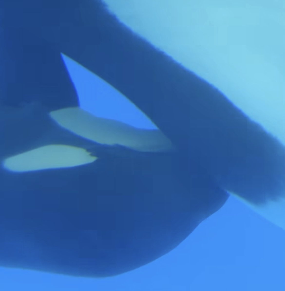 thekohola's tweet photo. what it felt like when loro parque confirmed Morgan was successfully nursing her calf: https://t.co/vTfq6RAGqh
