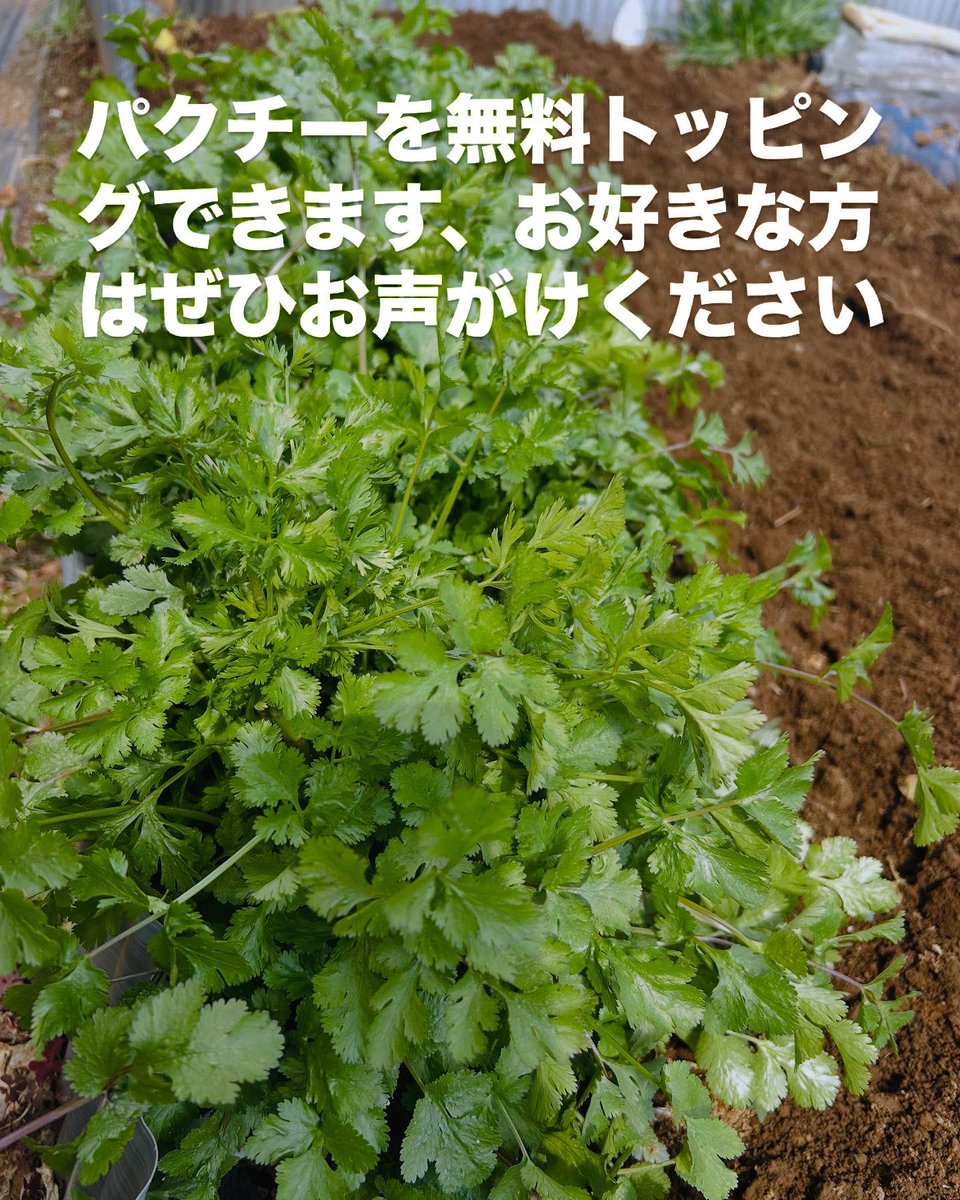 NIMMAGAR5's tweet photo. 4/5（土）はシェアアトリエつなぐばさんでご
はん係をさせていただきます。

食数限定の牡蠣のカレーは今週が最終回になります。来週はまた違うカレーをお出しする予定です。

チキンカレーに添える野菜は、新じゃが、アスパラガス、スナップエンドウ、パプリカです。

埼玉県草加市八幡町 935-3 https://t.co/gYrUSOrqHn