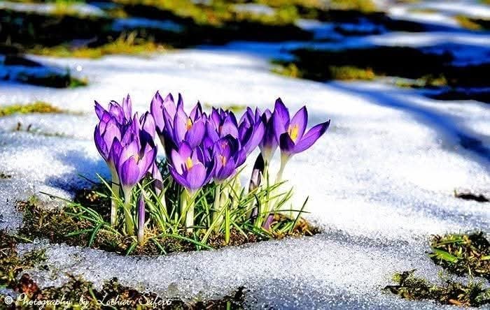 Түмээ Эмч tweet media