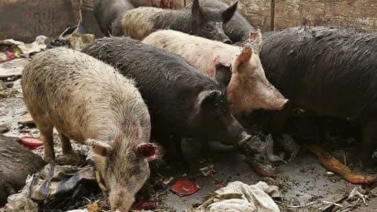 هل تعرف لماذا المسلمون لا يأكلون لحم
الخنزير؟!

شخص ألماني سأل شخصا مسلما لماذا لا تأكلون
لحم الخنز ير؟
وطلب منه أن يذكر له سببا واحدا علميا لا دينياً
وأن تكون إجابته مقنعة!

فرد عليه وقال له :