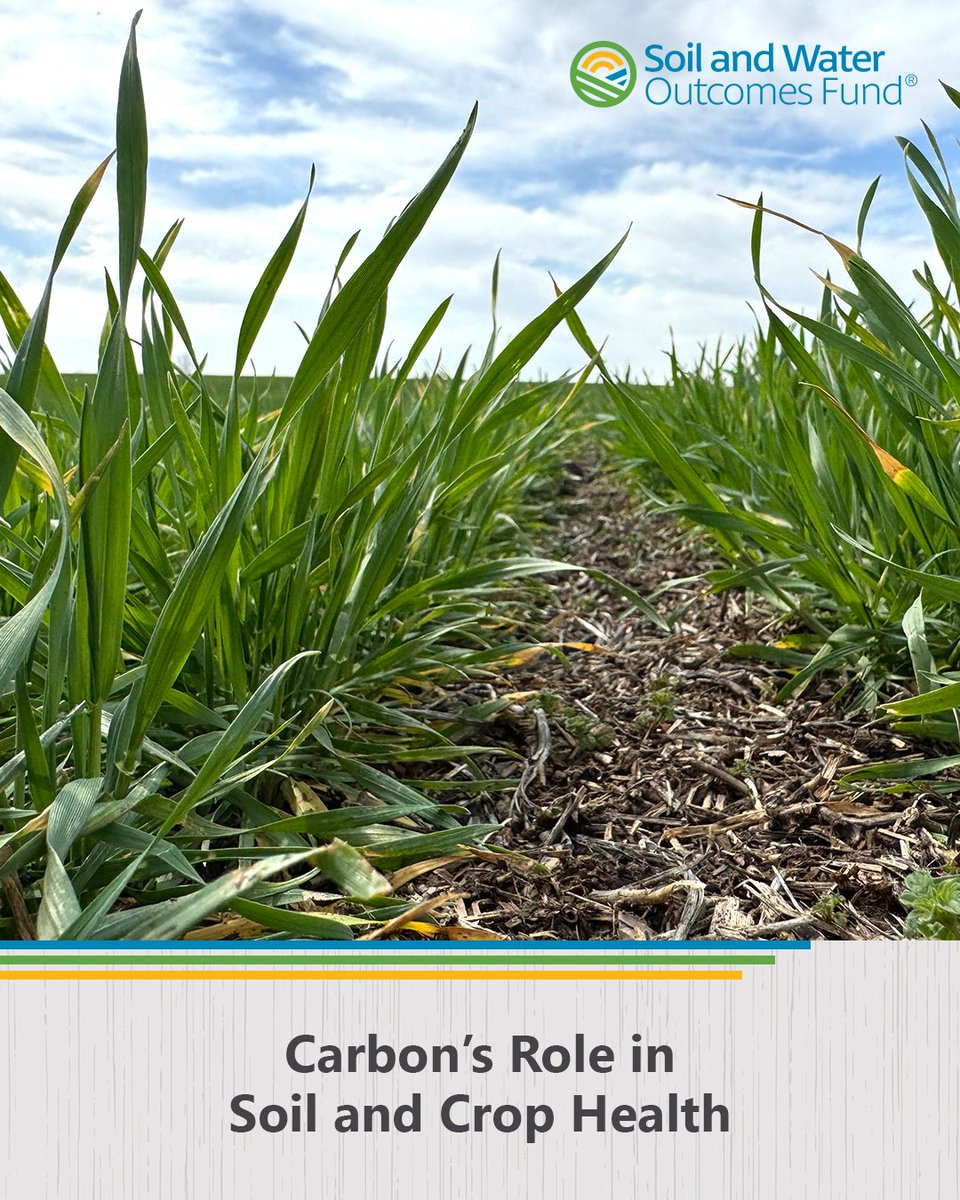 Carbon plays a vital role in agriculture. Learn how conservation practices like reduced #tillage and #covercrops sequester #carbon to improve #soilhealth, increase yields, and support a more resilient farm from SWOF's Adam Kiel. 👉 bit.ly/3R29k6w